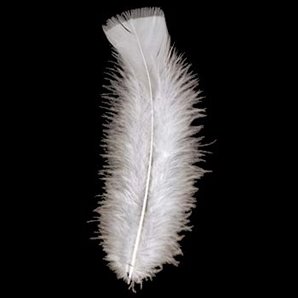 PLUMES BLANCHES - SACHET DE 50