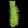 PLUMES VERTES X50