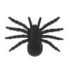 Mygale Noire